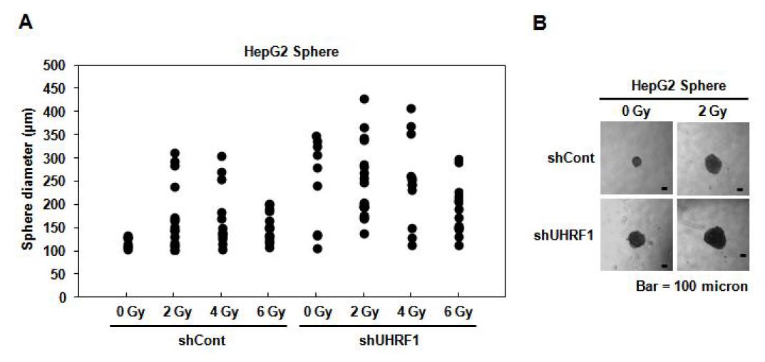 그림 5. 방사선으로 인해 증가된 종양줄기세포의 self-renewal에서 UHRF1 down-regulation의 영향