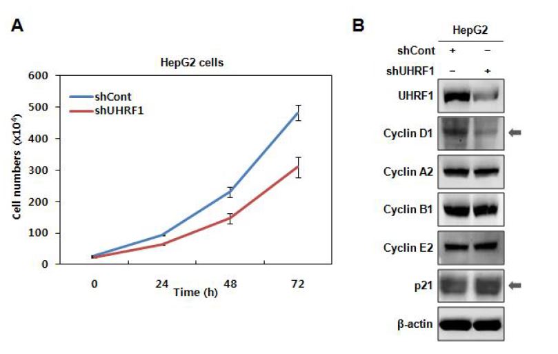 그림 6. HepG2 세포에서 UHRF1의 down-regulation에 의해 발생하는 세포 증식억제
