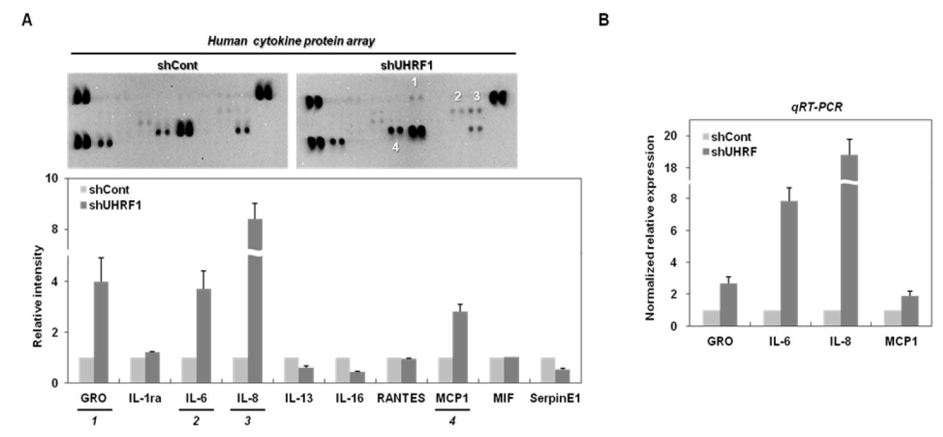 그림 7. HepG2 세포에서 UHRF1의 down-regulation에 의해 분비가 증가되는 cytokine