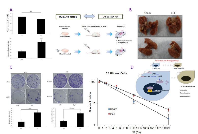 그림3. 혈소판에 의한 U251 glioma 세포의 metastases 및 radio-resistance증가