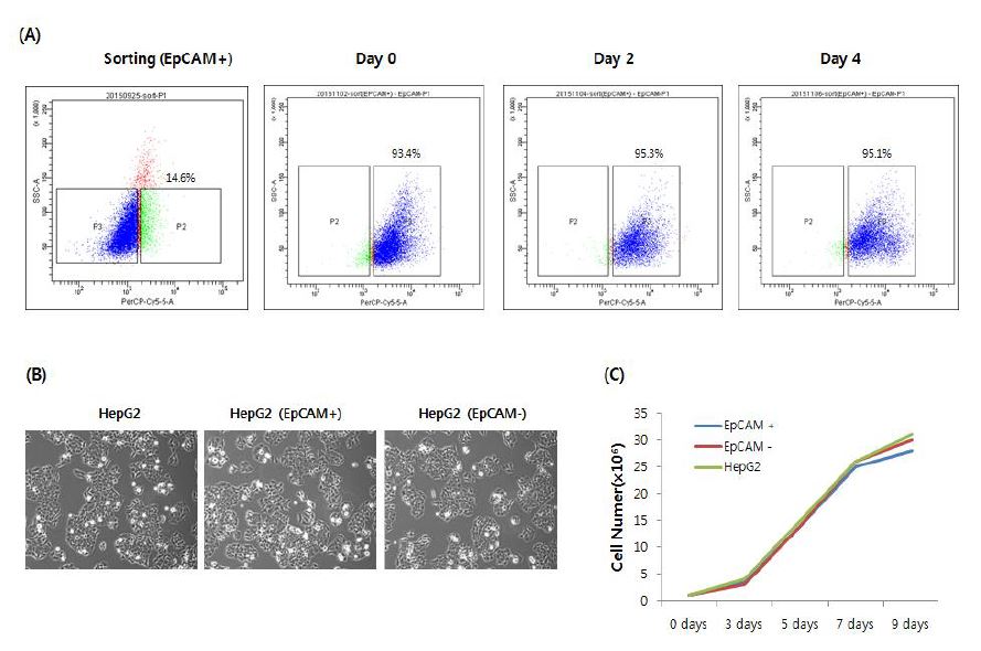 그림 3. HepG2/EpCAM+ 세포의 배양일에 따른 표현형 변화 분석