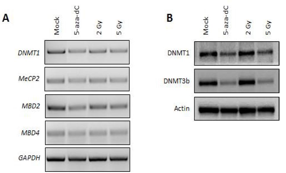 그림 1. 대장암 세포주 (HCT116)에서 5-aza-dC 처리 및 방사선 조사에 따른 DNA methylation에 관련하는 단백질들의 유전자 (A) 및 단백질 (B) 발현 변화 분석