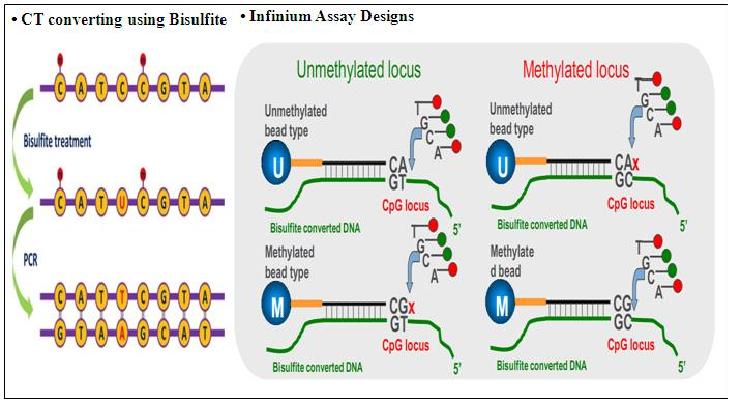 그림 3. Human methylation450K array의 원리