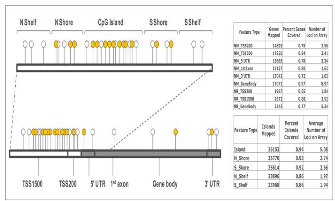 그림 2. 인간 DNA 서열에서의 DNA methylation과 human methylation 450K array