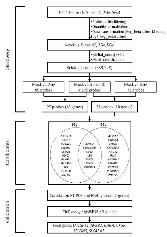 그림 5. DNA methylation profile을 이용하여 방사선을 조사한 HCT116 세포주에서의 DNA hypomethylation이 유도되는 유전자들의 발굴 및 실험 검증 과정 개요