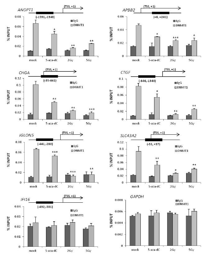 그림 11. DNMT1을 이용한 후보 유전자들의 promoter 영역에서의 ChIP assay. 방사선에 의해 hypomethylation되는 유전자의 프로모터 영역에서 DNMT1 level이 실제로 감소함을 증명