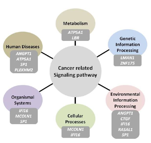 그림 13. 방사선에 의해 저메틸레이션 되는 유전자들 중 cancer signaling pathway와의 연관성을 KEGG를 통해 분석