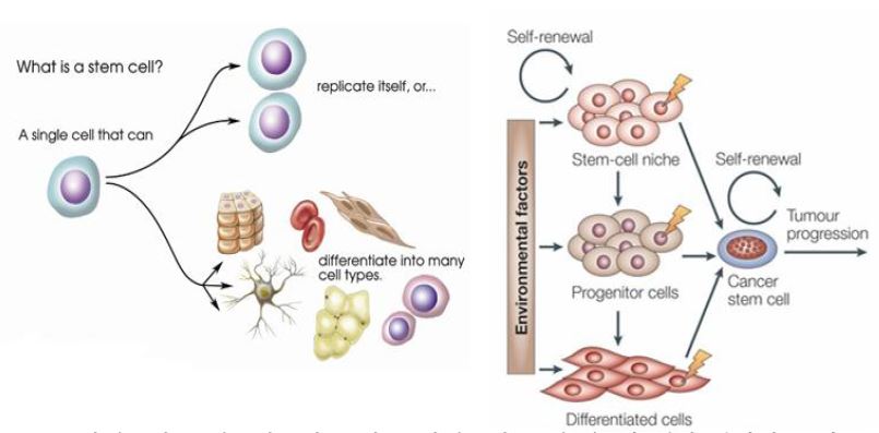 그림 14. 줄기세포의 특성 (좌) 과 종양 줄기세포의 특성(우)에 대한 간략한 모식도