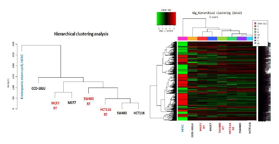 그림 15. 줄기세포 (hESC), 종양세포 (MCF7, SW480, HCT116), 방사선 조사한 종양 세포들의 유전자 발현 microarray 전체 데이터간의 연관 관계도 (좌) 및 Heatmap (우)