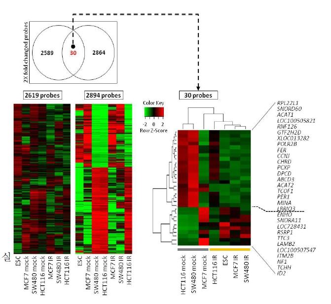 그림 17. 줄기세포와 방사선 조사된 종양세포에서 유사한 발현 패턴을 보이는 최종 유전자 군에 대한 유전자 발편 패턴 및 clustering 분석을 이용한 검증