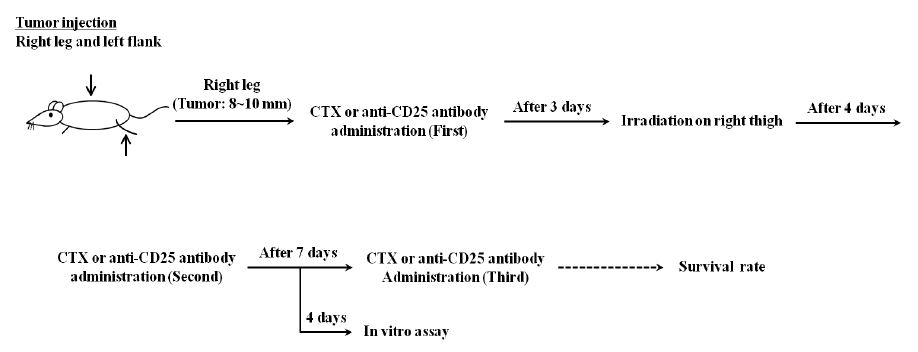 Figure 10. Schematic of the protocol for combination treatment of radiation and LD-CTX or anti-CD25 mAb.