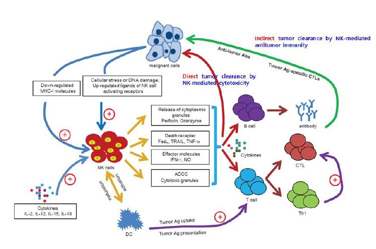 Figure 34. Cellular & Molecular Immunology, 2013