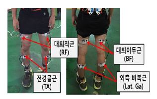 그림 171. 동적 하네스 체중지지율에 따른 인체영향 평가를 위한 하지 근전도 측정 부위