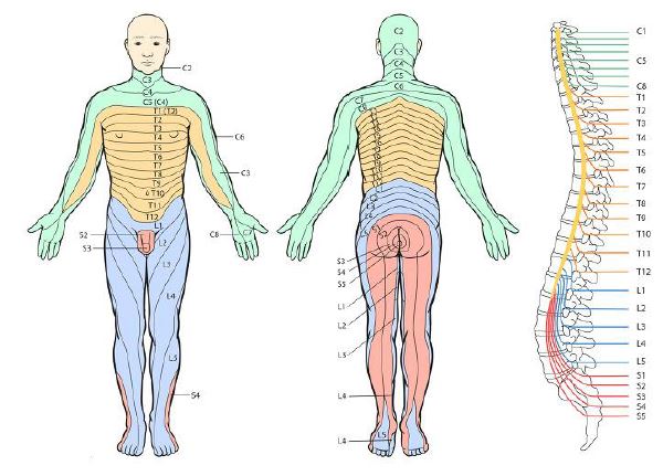그림 210. 척수의 종류 및 위치