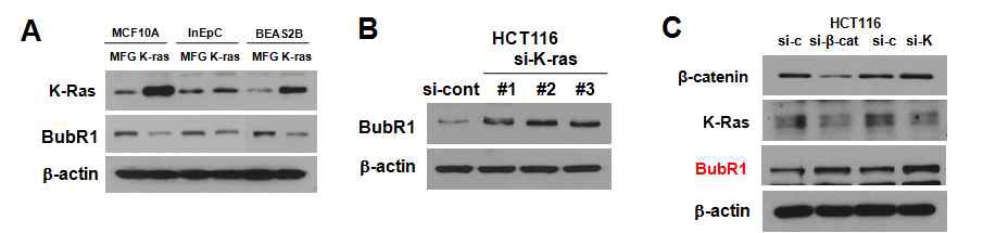 [그림4] 암유전자 Ras에 의한 종양형성 모델에서 BubR1 단백질 저해 분석