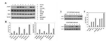 [그림2] BubR1 단백질 발현에 따른 방사선 및 항암제에 의한 세포사멸 분석