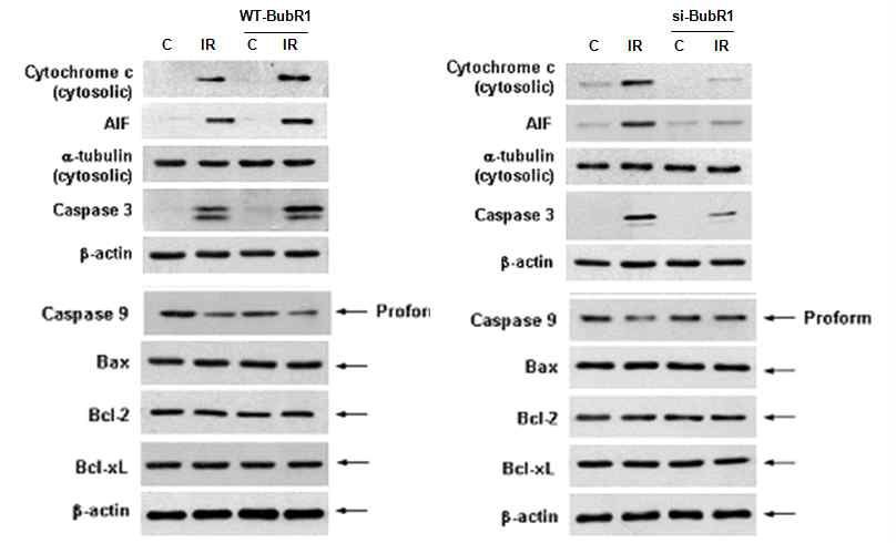 [그림3] BubR1 단백질 조절을 통한 세포사멸 영향 분석
