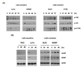 그림2. 방사선 저항성을 보이는 세포에서의 YB1과 관련 단백질의 활성