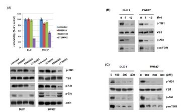 그림 4. YB1과 관련된 세포신호전달 기전 (PI3K/Akt/mTOR) 확인 및 새로운 저해제 제시