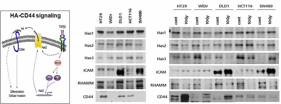 [그림2] 대장암 세포주에서 종양줄기세포 마커인 CD44 신호기전 발현 양상 및 활성화 분석