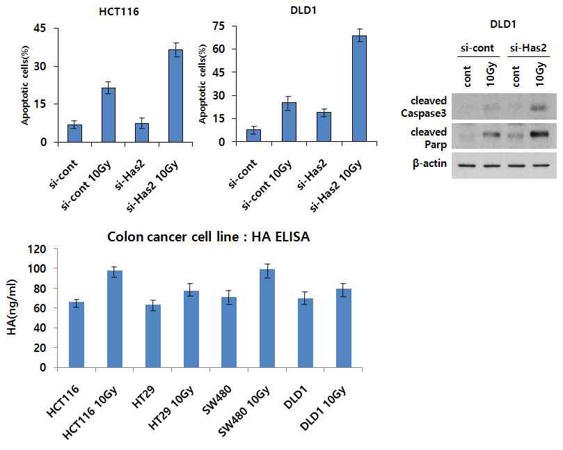 [그림3] HAS-HA-CD44 신호기전이 대장암 세포주의 방사선 저항성 관련 분석