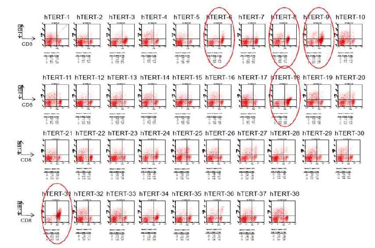 hTERT epitope screening (HKS, 2013-09-10)