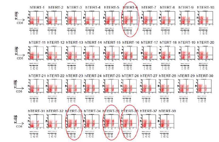 hTERT epitope screening (LYS, 2013-09-10)