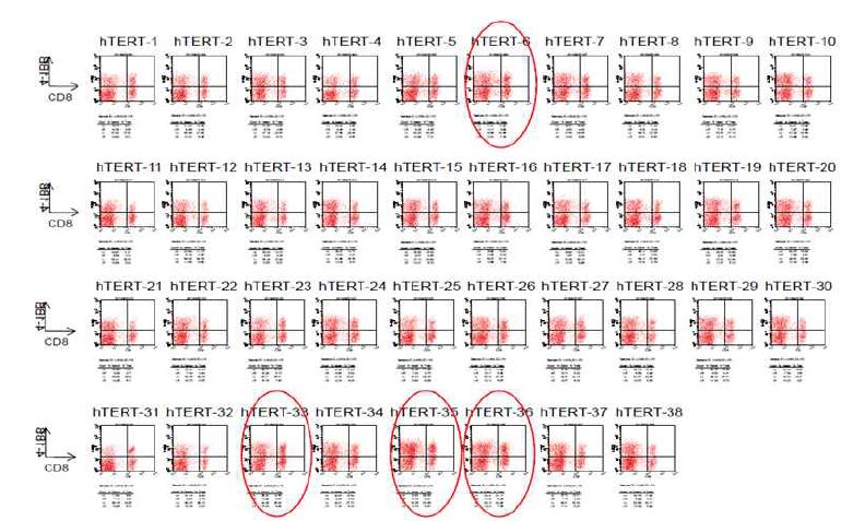 hTERT epitope screening (LYS, 2013-09-10)