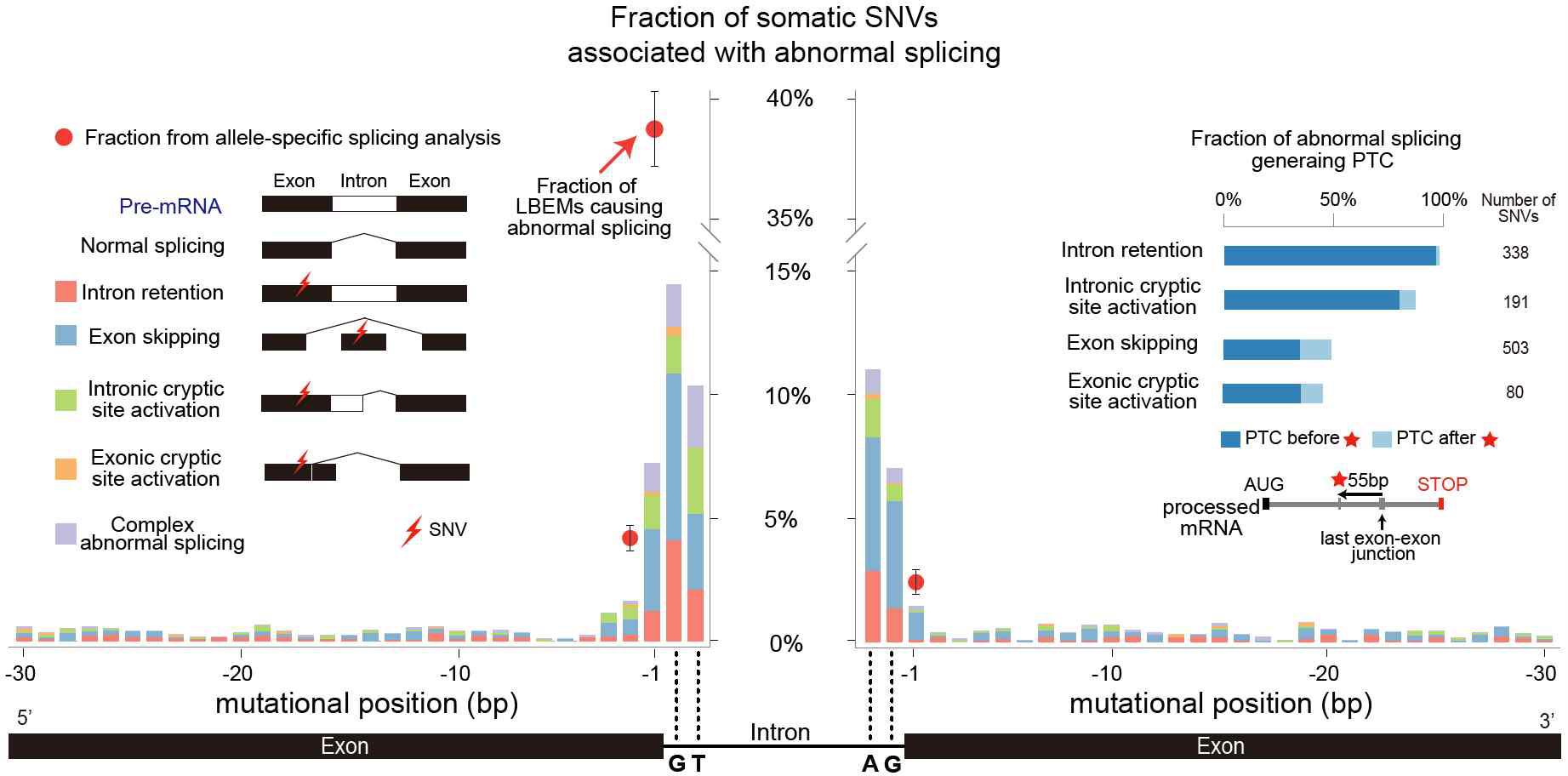 Exon position 별 abnormal splicing 을 가진 SNV의 비율