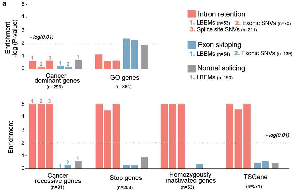 6개의 cancer 관련 gene sets에서의 LBEM과 intron retention 의 사례