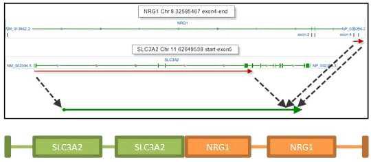 NRG1-SLC3A2 gene fusion