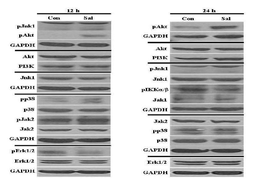 유방암 세포주인 Hs578T에서 Salinomycin (Sal)을 12시간 또는 24시간 동안 처리한 후에 signaling에 관계된 단백질의 활성도를 western-blot으로 관찰함.