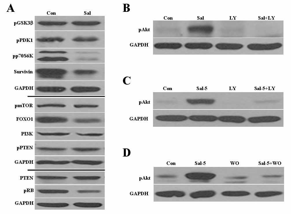 (A) 유방암 세포주인 Hs578T에서 Salinomycin을 24시간 동안 처리한 후에 PI3K/Akt/mTOR signaling에 관계된 단백질의 활성도를 western-blot으로 관찰함. (B-D) Salinomycin에 의해 증가된 pAkt가 PI3K/Akt 경로를 거치는가를 보기 위하여 inhibitors인 LY294002 또는 Wortmannin을 동시에 처리하여 pAk의 levels을 측정함.