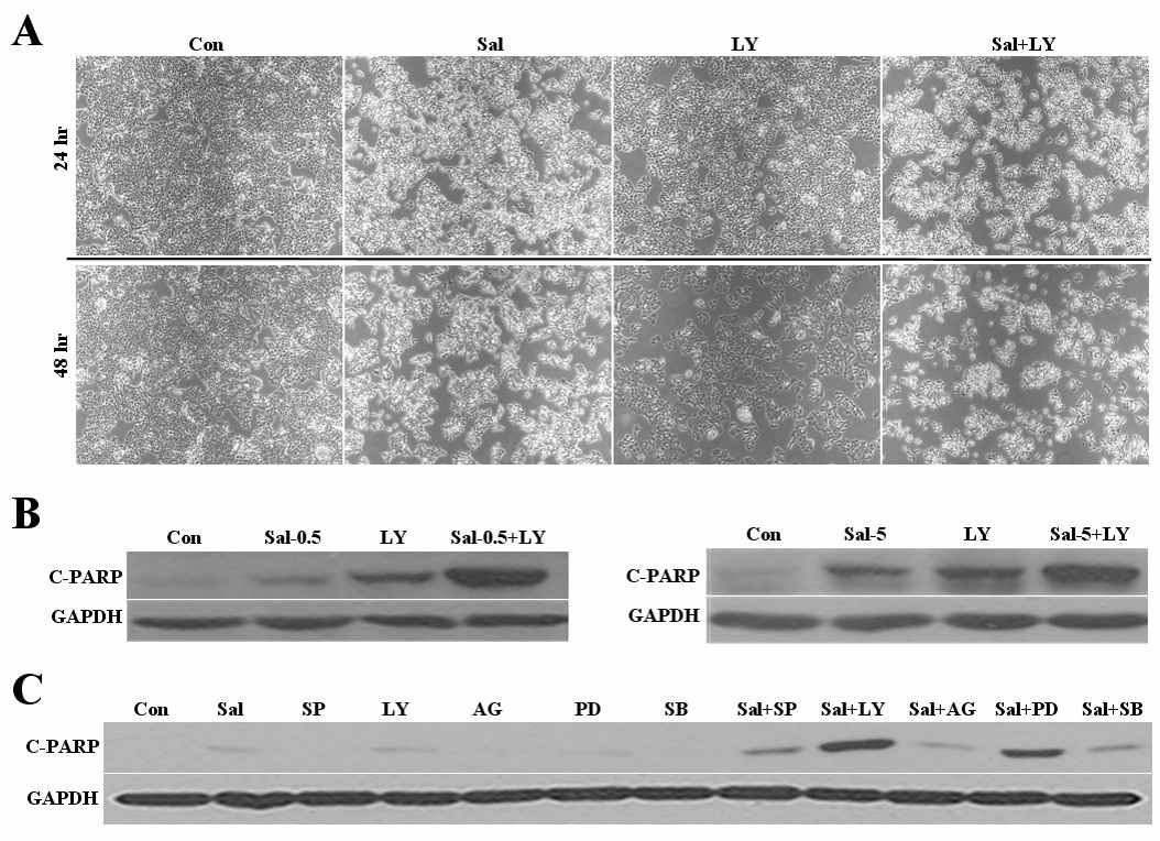 (A) 유방암 세포주인 Hs578T에서 Salinomycin+LY294002의 세포성장 효과를 관찰하기 위하여 48시간 동안 처리한 후에 현미경을 통해 세포성장 저해를 측정함. (B) Salinomycin+LY294002의 apoptosis의 증가를 측정하기 위하여 apoptosis에 관계된 C-PARP 단백질을 levels을 측정함. (C) 다른 종류의 inhibitors와 salinomycin의 동시처리가 apoptosis를 얼마나 증가 시키는가를 서로 비교 분석 하였음.