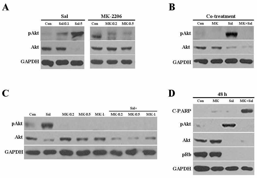 (A) 유방암 세포주인 Hs578T에 Salinomycin 또는 MK-2206을 24시간 동안 처리한 후에 pAkt와 Akt의 levels을 western-blot으로 측정함. (B-D) Salinomycin+MK2206에 있어서 pAkt, Akt, pRb, apoptosis에 관계된 C-PARP 단백질을 levels을 측정함.
