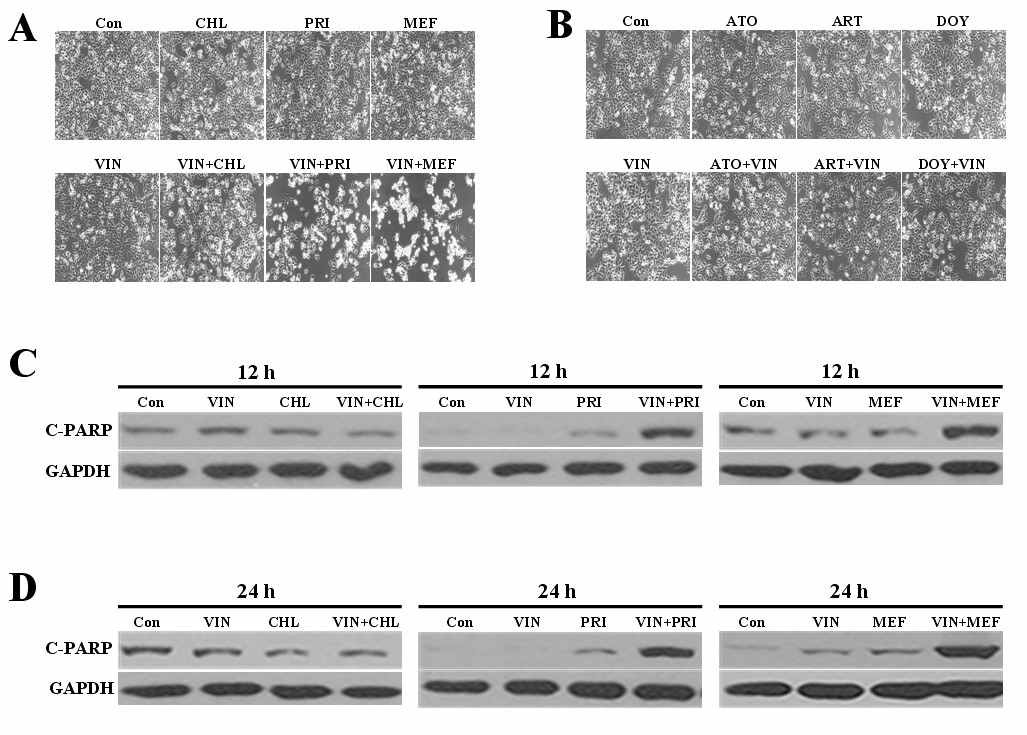 (A-D) 항암제 저항 세포인 KBV20C에서 vinblastine과 어떠한 anti-malarial drugs의 combination이 C-PARP 단백질을 levels을 측정함.