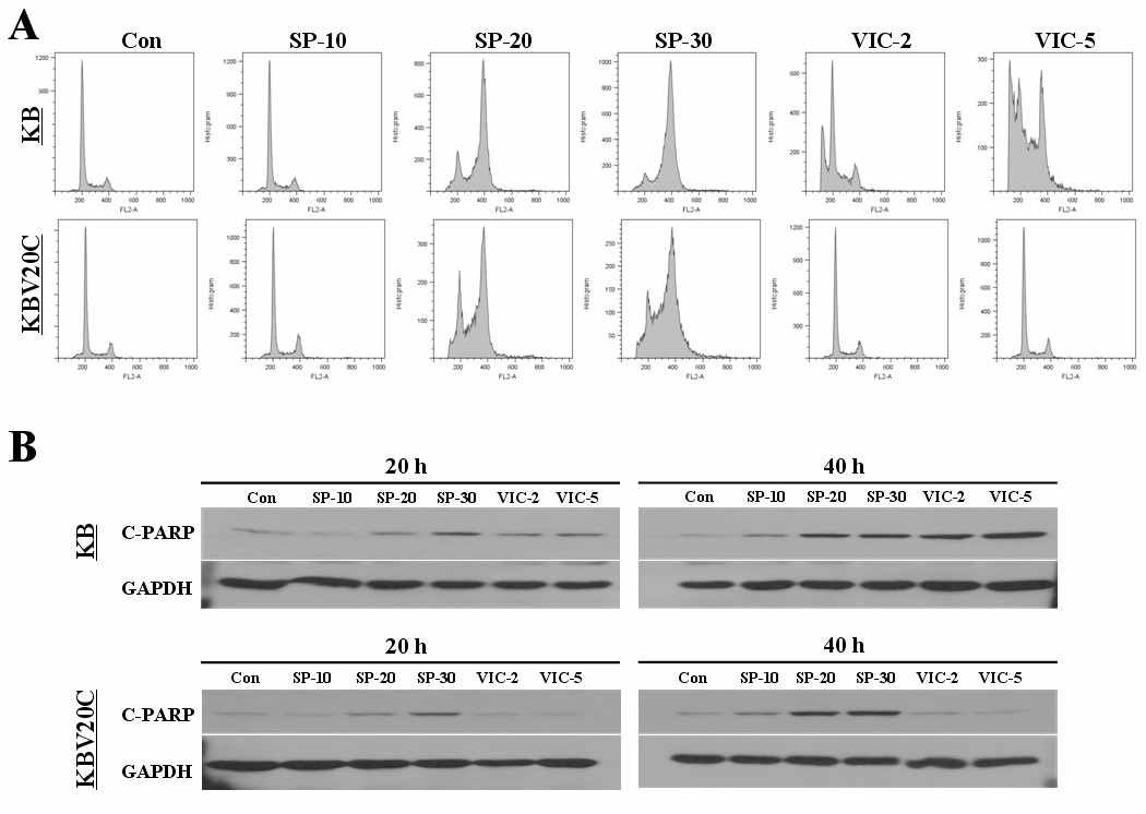 (A-B) 항암제 저항 세포인 KBV20C와 항암제-sensitive한 KB parent 세포주에서 Jnk inhibitor인 SP600125 (SP) 가 다양한 농도에서 세포주기를 arrest 하는지를 보기 위하여 FACS로 분석했음. 또한 apoptosis의 증가를 측정하기 위하 여 apoptosis에 관계된 C-PARP 단백질을 levels을 측정함.