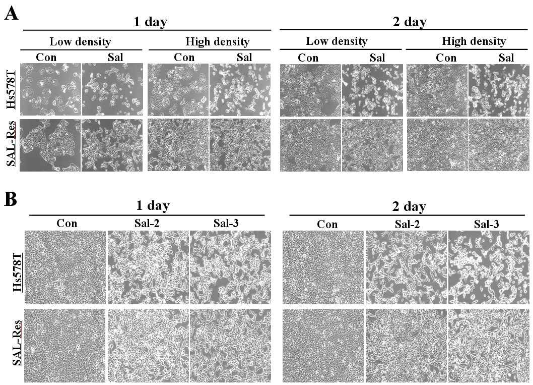 유방암 세포주인 Hs578T와 salinomycin에 내성세포주인 SAL-Res의 저항성을 현미경으로 관찰함. (A) 1uM의 salinomycin(Sal)을 처리시 cell density에 따라 성장을 1day와 2day에서 control (Con)과 비교함. (B) 2uM (Sal-2), 3uM (SAl-3)의 salinomycin을 처리시에 성장을 1day와 2day에서 control (Con)과 비교함.