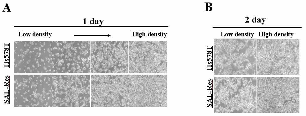 유방암 세포주인 Hs578T와 salinomycin에 내성세포주인 SAL-Res의 성장속도를 현미경으로 관찰함. (A-B) 세포수 를 다르게 dish에깐후, 두세포주사이의 성장을 1day와 2day에서 비교함.