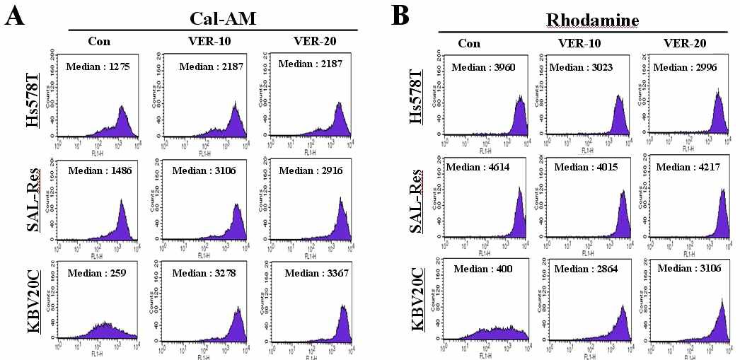 내성세포주인 SAL-Res의 P-gp inhibition 능력을 관찰함. (A-B) Calcein-AM 또는 Rhodamine이라는 substrate를 사용해서 유방암 세포주인 Hs578T와 salinomycin에 내성세포주인 SAL-Res, 그리고 P-gp발현이 높은 KBV20C의 substrate의 pumping-out정도를 관찰함. Positive control으로 10uM 또는 20uM의 verapamil (VER-10, VER-20)을 처리후에, P-gp inhibition능력을 관찰함. Substrates를 처리한 후 staining된 세포를 FACS로 분석했음.