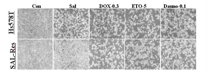 유방암 세포주인 Hs578T와 salinomycin에 내성세포주인 SAL-Res의 다양한 항암제에 대한 sensitization을 현미 경으로 관찰함. 2uM의 salinomycin(Sal), 0.3uiM의 doxorubicin (DOX-0.3), 5uM의 etoposide (ETO-5), 0.1 uM의 daunorubicin (Dauno-0.1)을 처리한 후 control (Con)과 비교 하였음.