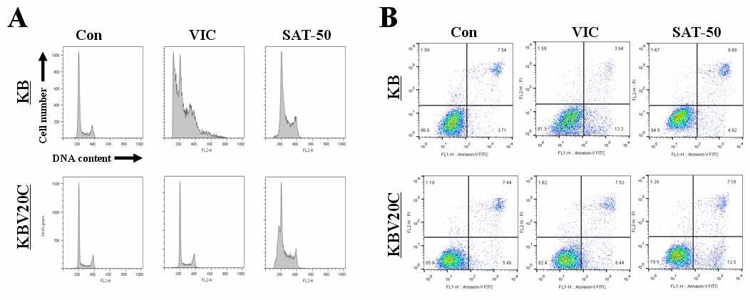 (A) 항암제 저항 세포인 KBV20C와 항암제-sensitive한 KB parent 세포주에서 selenate(SAT)에 대한 apoptosis의 증가를 측정하기 위하여 FACS로 Pre-G1을 관찰함. KBV20C가 항암제 저항성인 것을 나타내기 위하여 5uM vincrstine (VIC) 로 sensitive한 세포인 KB에서 비교하였음. (B) 항암제 저항 세포인 KBV20C와 항암제-sensitive한 KB parent 세포주에서 selenate가 apoptosis를증가하는지를 보기 위하여 AnnexinV staining을 가지고 FACS로 분석했음. KBV20C가 항암제 저항성 인 것을 나타내기 위하여 5uM vincrstine (VIC)로 sensitive한 세포인 KB에서 비교하였음.