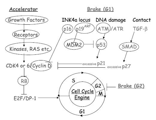 Cell cyclic proteins과 tumor suppressors의 DNA damages의 관련성