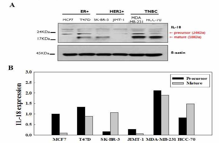 유방암 cell line에서 IL-18 의 발현정도를 western blot (A) 과 PCR (B) 로 분석함.