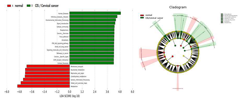 정상과 자궁경부암의 공생미생물 LefSe 분석과 cladogram