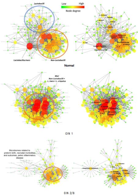 Network for cervical microbiome in normal, CIN 1, and CIN 2/3