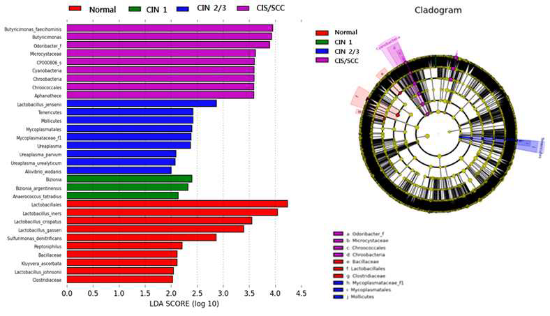 자궁경부암 암화과정에서 공생미생물의 LefSe 분석과 cladogram