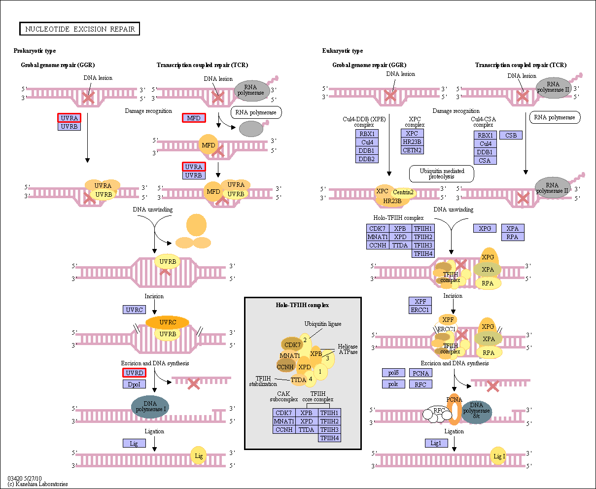 정상에서 유의하게 나타난 공생미생물 KEGG pathway