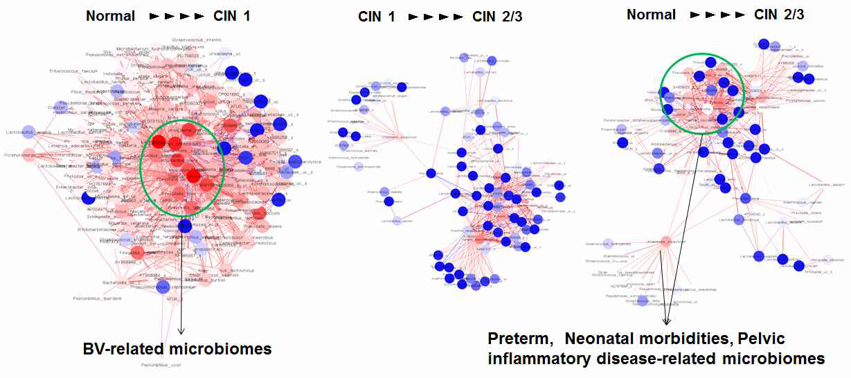 Network for difference in the number of degrees between normal and CIN 1, CIN 1 and CIN 2/3, and normal and CIN 2/3