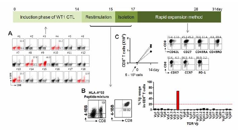 4-1 BB-base isolation and expansion of WT1-specific CD8 T cells